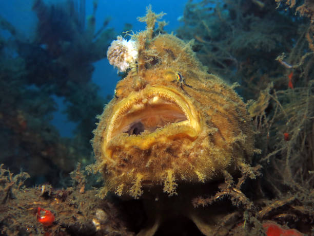 pesce rana arruffato. - anglerfish foto e immagini stock