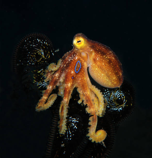 Mototi Octopus. stock photo