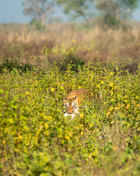 野生皇家孟加拉虎與斑點鹿殺死在他的嘴或下巴與眼睛接觸在特拉伊地區森林的天然綠色領域在烏塔拉坎德印度 - 潘瑟拉底格裡斯底格裡斯 - jim corbett national park 個照片及圖片檔