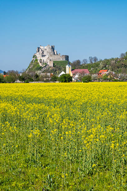 château de beckov avec le champ jaune de colza d’oléiment, slovaquie - 16017 photos et images de collection