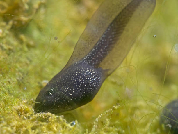 istock Frog tadpole feeding green algaes 1315616734