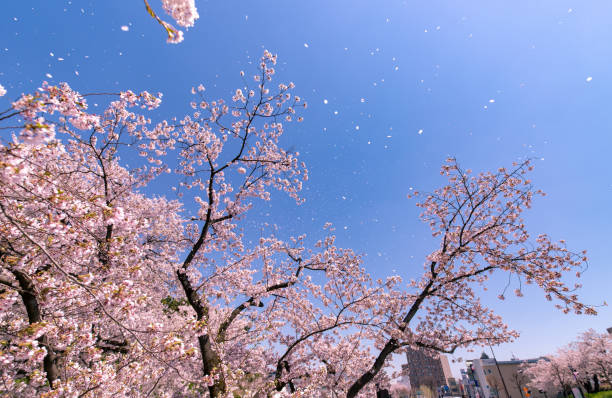 istock Cherry blossoms in full bloom in Hirosaki Castle Park. 1315618089