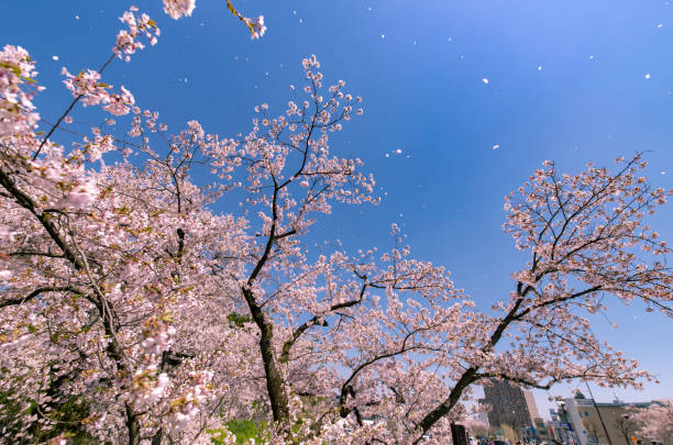 istock Cherry blossoms in full bloom in Hirosaki Castle Park. 1315618091