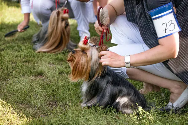 Yorkshire terriers are being groomed at dog show.