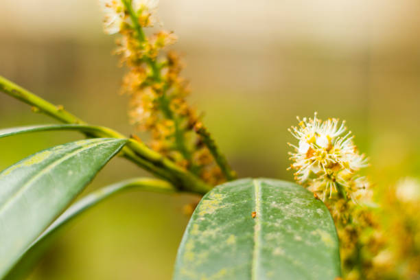 Cherry laurel close-up and macro, blossom plant background