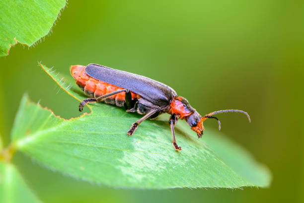 istock Beetle cantharis fusca sits on a leaf of grass in summer 1315619544