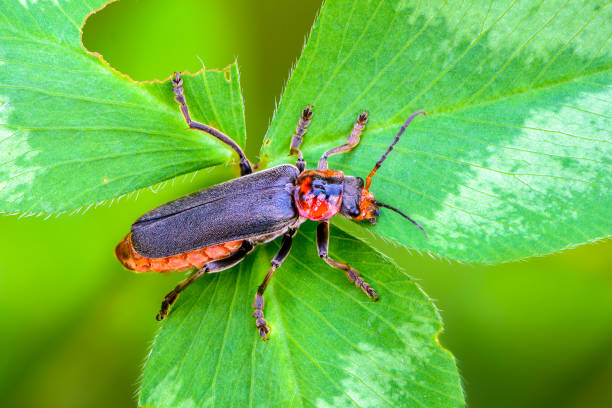 istock Beetle cantharis fusca sits on a leaf of grass in summer 1315619569