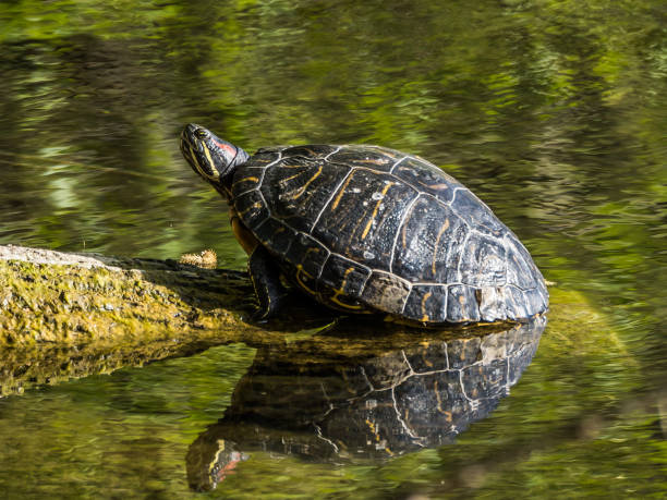 istock Turtle on log under sun in lake 1315619718