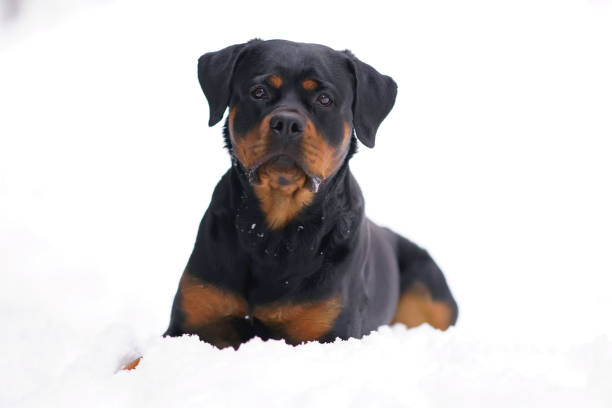 istock Obedient black and tan Rottweiler dog posing outdoors lying down on a snow in winter 1315619779