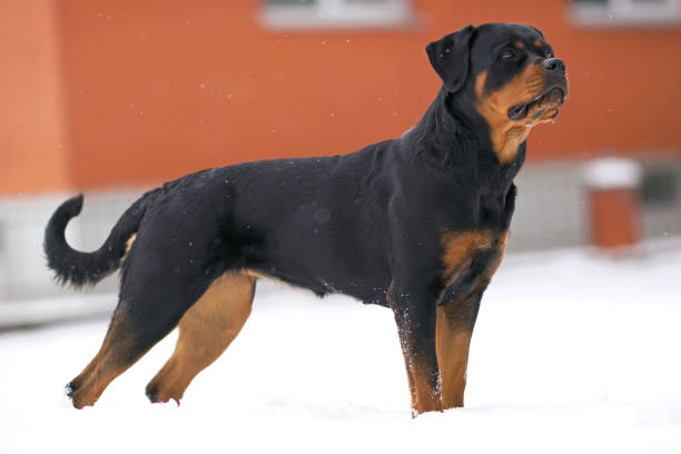 istock Adorable black and tan Rottweiler dog posing outdoors standing on a snow in winter while snowing 1315619799