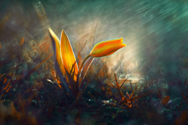 istock Botanical Tulip - Tubergen's Variety 1315621196