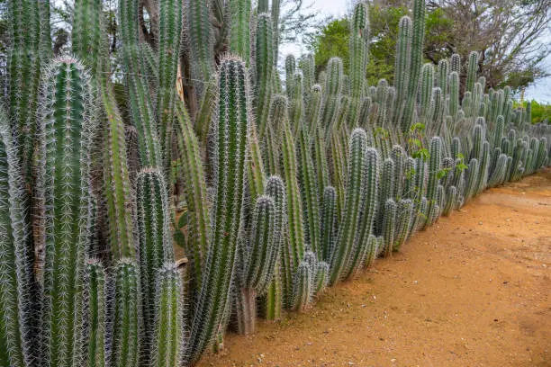 Photo of Natural fence made of huge cacti on Bonaire, Netherlands Antilles