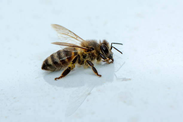 istock Close Up  beautiful  Bee macro  on flower in green nature 1315625534