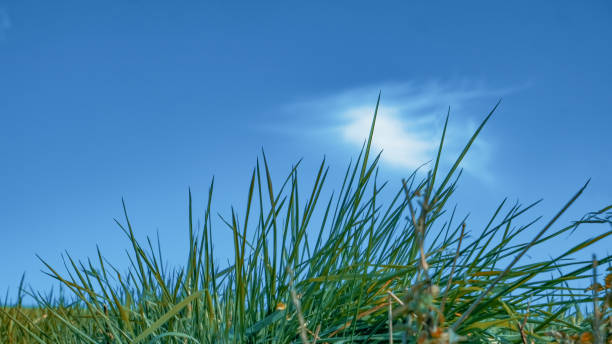istock Uncut lawn grass against a blue sky with a signle cloud 1315625970