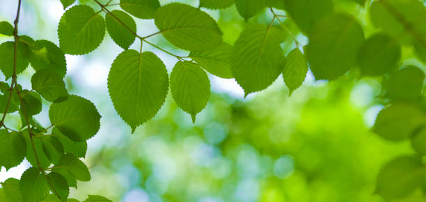 istock banner image of forest leaves 1315626905