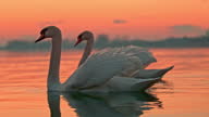 istock White swans floating on lake during sunset 1315627245