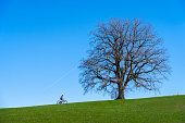 woman on ebike below a huge solitaire tree
