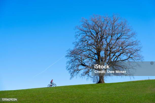 Woman On Ebike Below A Huge Solitaire Tree Stock Photo - Download Image Now - Electric Bicycle, Bicycle, Cycling