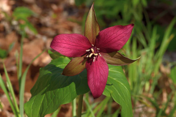istock Purple trillium in sunlight 1315630057