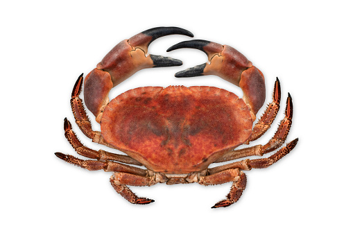 big red boiled crab isolated on white background. Top view.