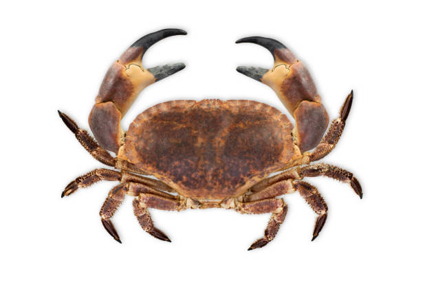 istock Big raw crab isolated on white background 1315631929