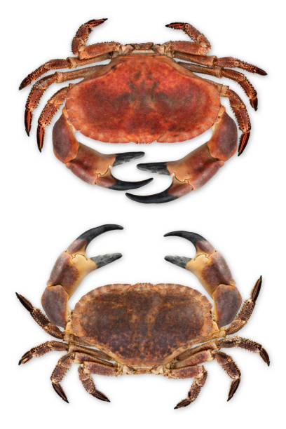 istock Two 2 big crabs, raw and boiled isolated on white background 1315631936