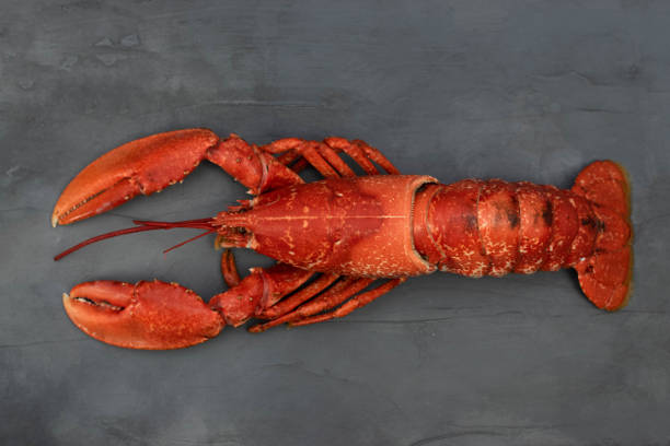 istock Steamed red Lobsters on concrete grey background. 1315632034