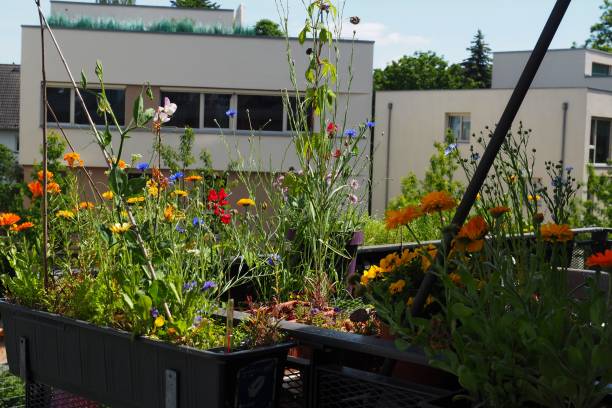 istock Colourful balcony in the city centre, ecological bee pasture 1315634372