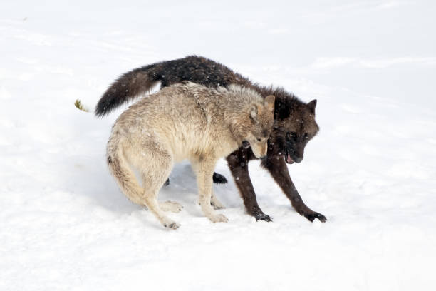istock Two Wolves of the Yellowstone Wapiti pack playing / fighting 1315634762