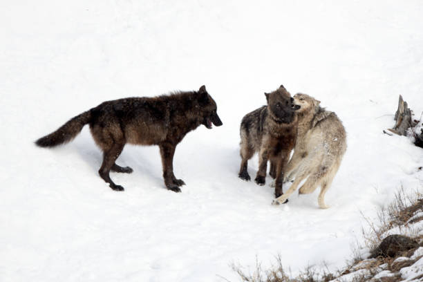 istock Three Wolves of the Yellowstone Wapiti pack playing / fighting 1315634771