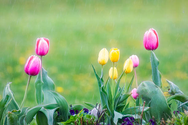 istock Tulips - Pink & Yellow in the Rain - Copy Space 1315636488