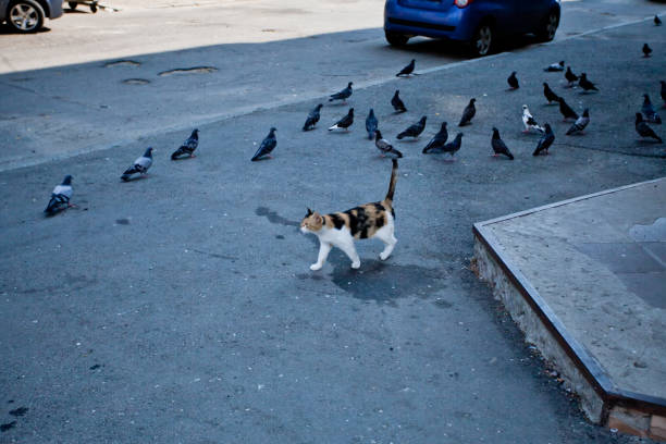 The cat walks past the pigeons without paying attention to them