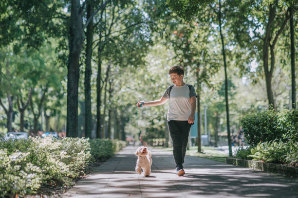 asian chinese mid adult short hair female with her pet dog toy poodle in public park bonding together morning asian chinese mid adult short hair female with her pet dog toy poodle in public park bonding together morning dog walking photos stock pictures, royalty-free photos & images