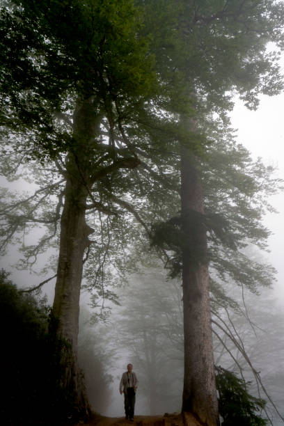 The man walking in the foggy forest. There are hornbeam is taking photography in the mountainous region of the black sea.