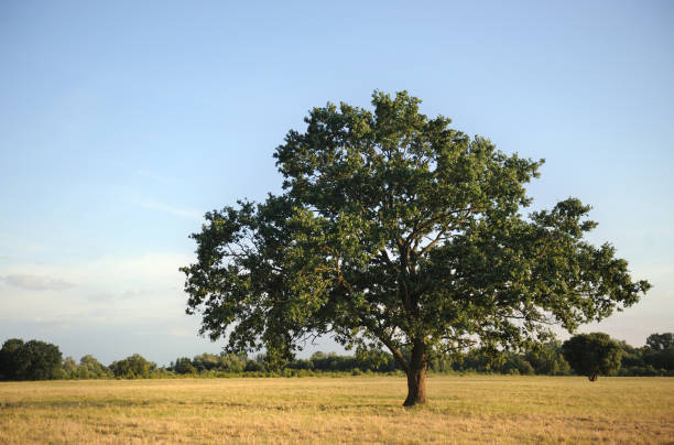 istock Beautiful freestanding tree, typical landscape in Lower Saxony. 1315646721