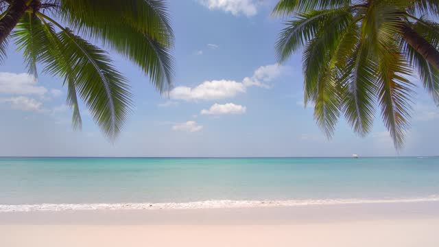 Beach and palm