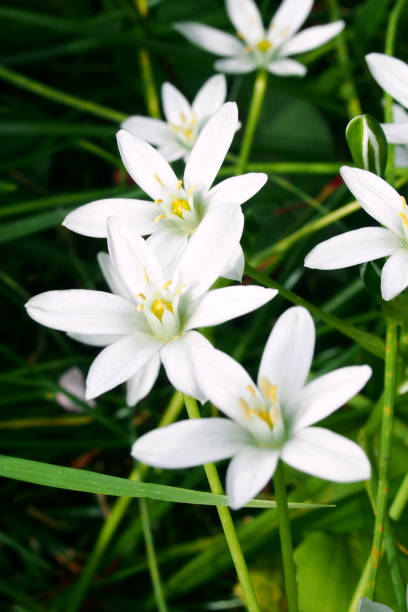 istock Ornithogalum umbellatum(Star of Bethlehem) 1315647056