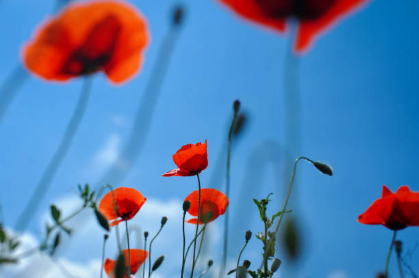 istock beautiful red poppies on a background of blue sky, bottom view 1315647351