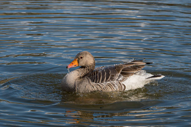 Greylag goose, anser anser, preening and washing Water off a greylag goose back, anser anser anseriformes photos stock pictures, royalty-free photos & images