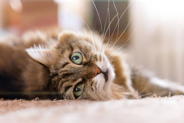 istock fluffy brown cat with green eyes is lying on the couch 1315648212