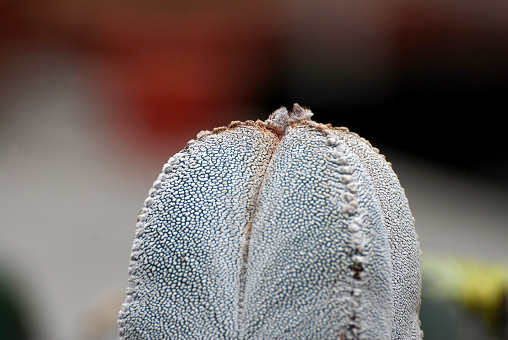 Weißer Kaktus Ist Astrophytum Myriostigma Gebräuchliche Namen