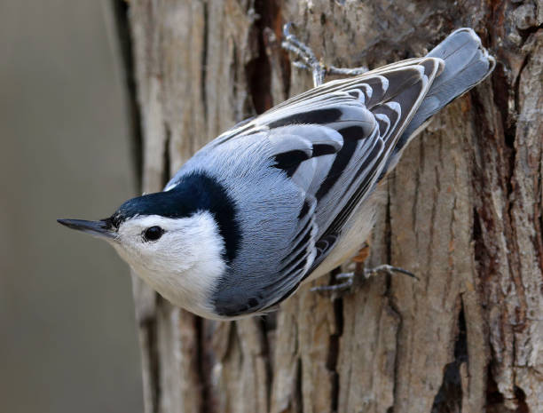 White-breasted Nuthatch sitting on a tree trunk into the forest stock photo