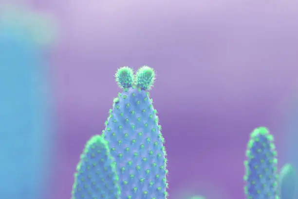 Closeup Opuntia microdasys ( angel's-wings, bunny ears cactus, bunny cactus or polka-dot cactus ) is a species of flowering plant in the cactus family Cactaceae isolated blurred nature Background