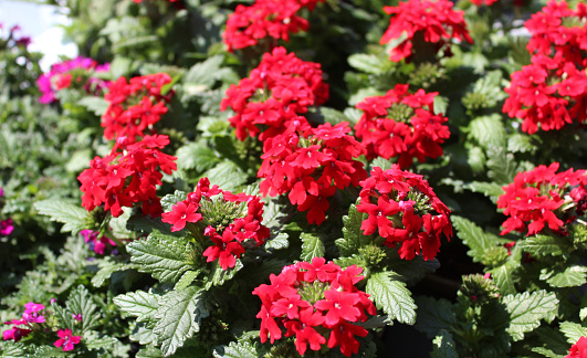 blossoming verbena in the garden