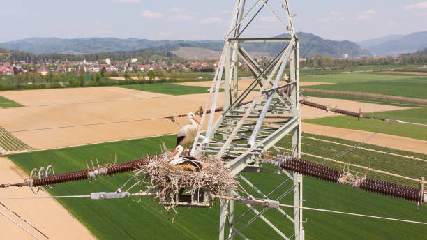 A stork nest on a high voltage pylon in Germany