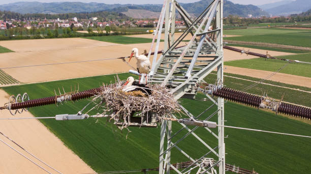 istock A stork nest on a high voltage pylon in Germany 1315648983