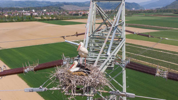 istock A stork nest on a high voltage pylon in Germany 1315649002