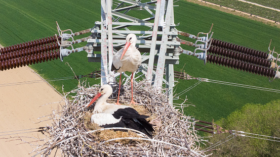 A stork nest on a high voltage pylon in Germany