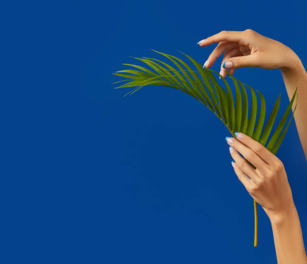 istock Manicured womans hands holding palm leaf on blue background 1315651733