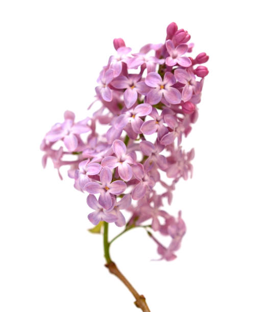 istock Lilac flower isolated on white background 1315651910